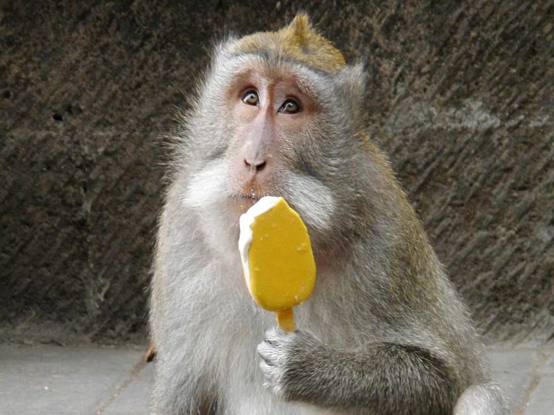 Monkey menace in Vrindaban - The Economic Times