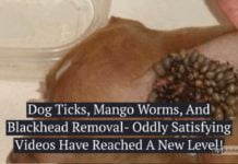 Watch: Dog Ticks, Mango Worms, And Blackhead Removal- Oddly Satisfying Videos Have Reached A New Level! ticks