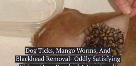 ticks