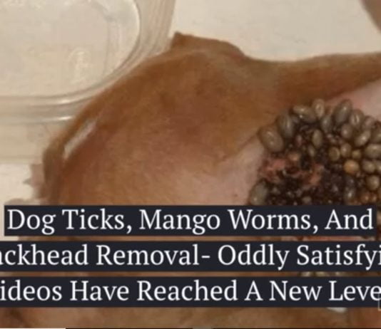 ticks