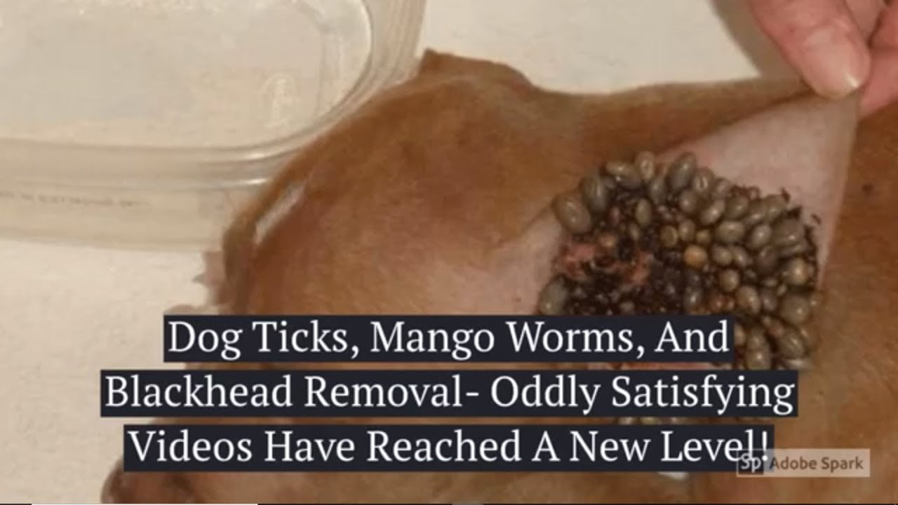 Watch: Dog Ticks, Mango Worms, And Blackhead Removal- Oddly Satisfying  Videos Have Reached A New Level!