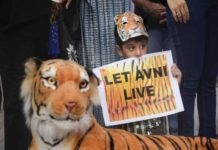 Strong Social Media Campaign To Save Tigress Avni Fails Her And Her Orphaned Cubs tigress avni