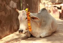 An Uttar Pradesh Startup Called ‘Goyo Rooms’ Has Set Up Luxurious Gau-shalas For The Protection Of Cows