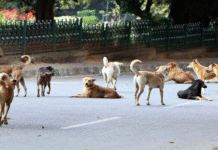 This Is How Chennai Residents Formed An Army Of Stray Dogs To Protect Them From Thieves