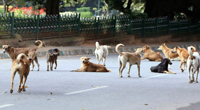 This Is How Chennai Residents Formed An Army Of Stray Dogs To Protect Them From Thieves