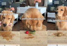 Here Are Some Stress Relieving Instagram Videos You Can See To Get Over Lockdown Stress Instagram Videos