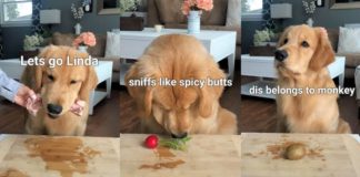 Instagram Videos