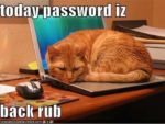 funny-cat-computer-19 (1)