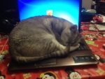 cats Sleep On Laptops