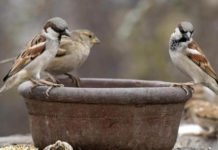 The Birds In Delhi Are Changing From Cute Sparrows To Ugly Jungle Babbler, But Why?