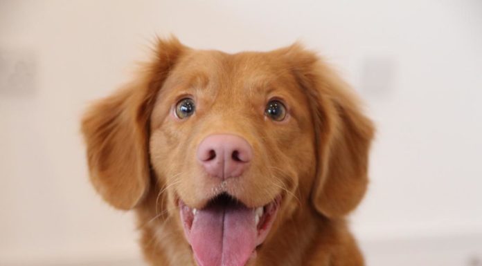 Breakfast Babble: Here’s Why I, As A Dog Lover, Don’t Think We Should Criticise People Who Don’t Like Dogs