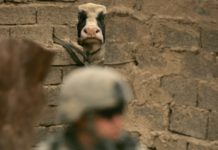 ISIS Is Exploding Cows As A New Tactic Since They Can’t Use Human Bombs With Their Dwindling Numbers