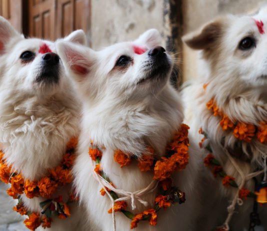 ‘Kukur Tihar’, A Part Of Diwali Festivities In Nepal, Assam, Is Now Being Adopted By Animal Rights Activists In Mexico