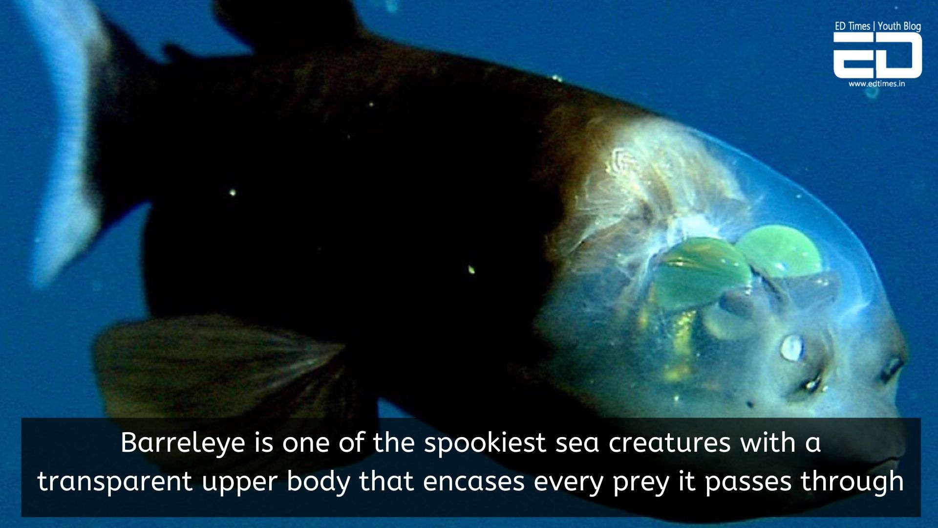 In Pics: The Most Deadly Creatures Found Underwater That Are Still ...