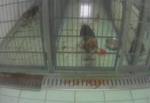 Monkeys Strapped By Necks, Dogs In Their Own Blood, This German Lab Was Caught Doing Inhuman Toxic Testing On Animals