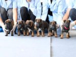 China cloned police dogsCredit: BEIJING MUNICIPAL PUBLIC SECURITY BUREAU