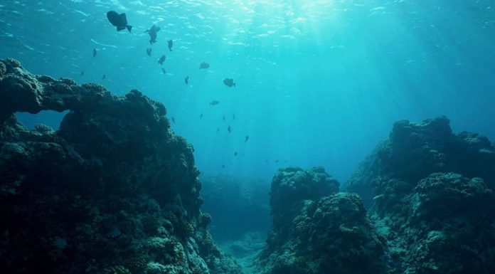 In Pics: The Most Deadly Creatures Found Underwater That Are Still Unknown To Mankind