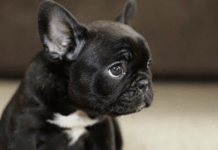 How Black Dog Syndrome Affects The Chances Of Dark-Furred Dogs Being Adopted