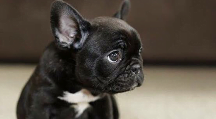 How Black Dog Syndrome Affects The Chances Of Dark-Furred Dogs Being Adopted