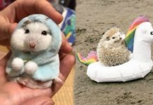 Instagram Animal Accounts That Will Take You To Utopia Through Your Feed