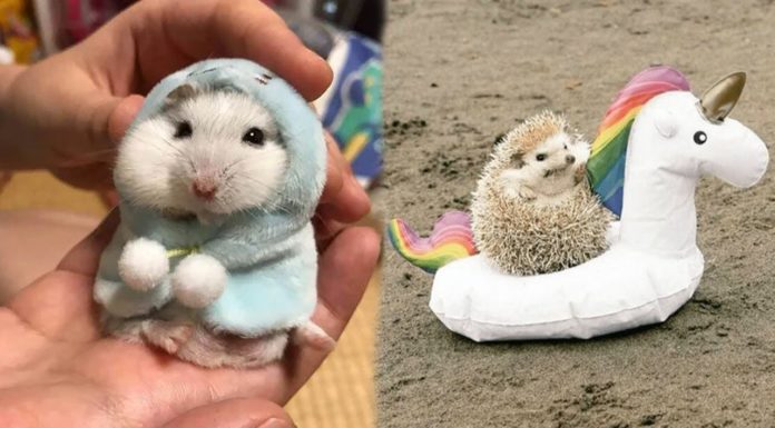 Instagram Animal Accounts That Will Take You To Utopia Through Your Feed