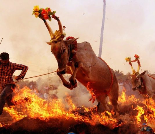 कर्नाटक के इस गाँव में गायों को आग में दौड़ने के लिए मजबूर किया जाता है