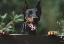 Cats Outsmart Humans