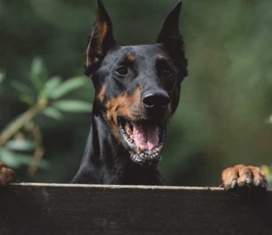 8 Times When Dogs & Cats Outsmarted Their Humans: Videos Cats Outsmart Humans