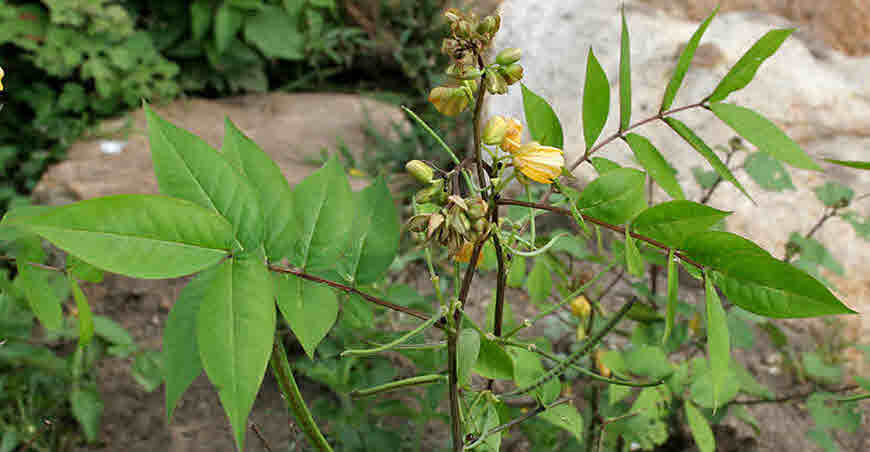 puttur kattu