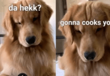 Doggo lingo