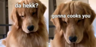 Doggo lingo