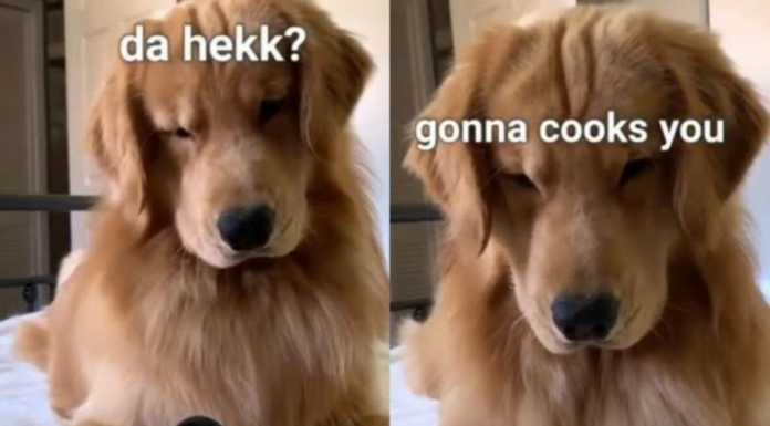 Have We Finally Decoded Dog’s Language? Doggo lingo