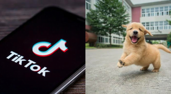Breakfast Babble– Here’s Why I Feel The Only Good Thing About TikTok Are Dog Videos tiktok