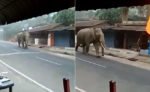 4a7ge2vo_wayanad-elephant-coronavirus-lockdown_625x300_30_March_20 (1)