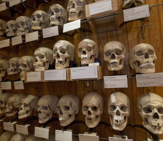 Watch: Weird Museums You Can Visit Virtually