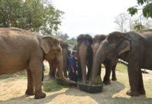 One City In China Bans Eating Cats And Dogs, 78 Elephants Freed In Thailand: COVID-19 Finally Makes Man Realize The Need For Free Animals