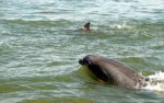dolphins-in-the-wild-2074060-1920-cropped-1584962149 (1)