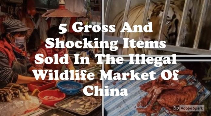 Watch: 5 Gross And Shocking Items Sold In The Illegal Wildlife Market Of China
