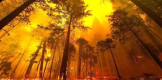 Uttarakhand Wildfires