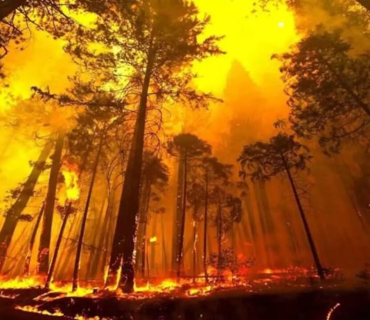 Uttarakhand Wildfires