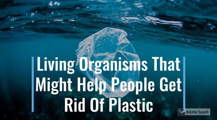 Watch: Living Organisms That Might Help People Get Rid Of Plastic