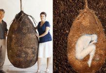 These Organic Burial Pods Will Turn You Into A Tree When You Die