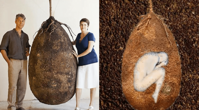 These Organic Burial Pods Will Turn You Into A Tree When You Die
