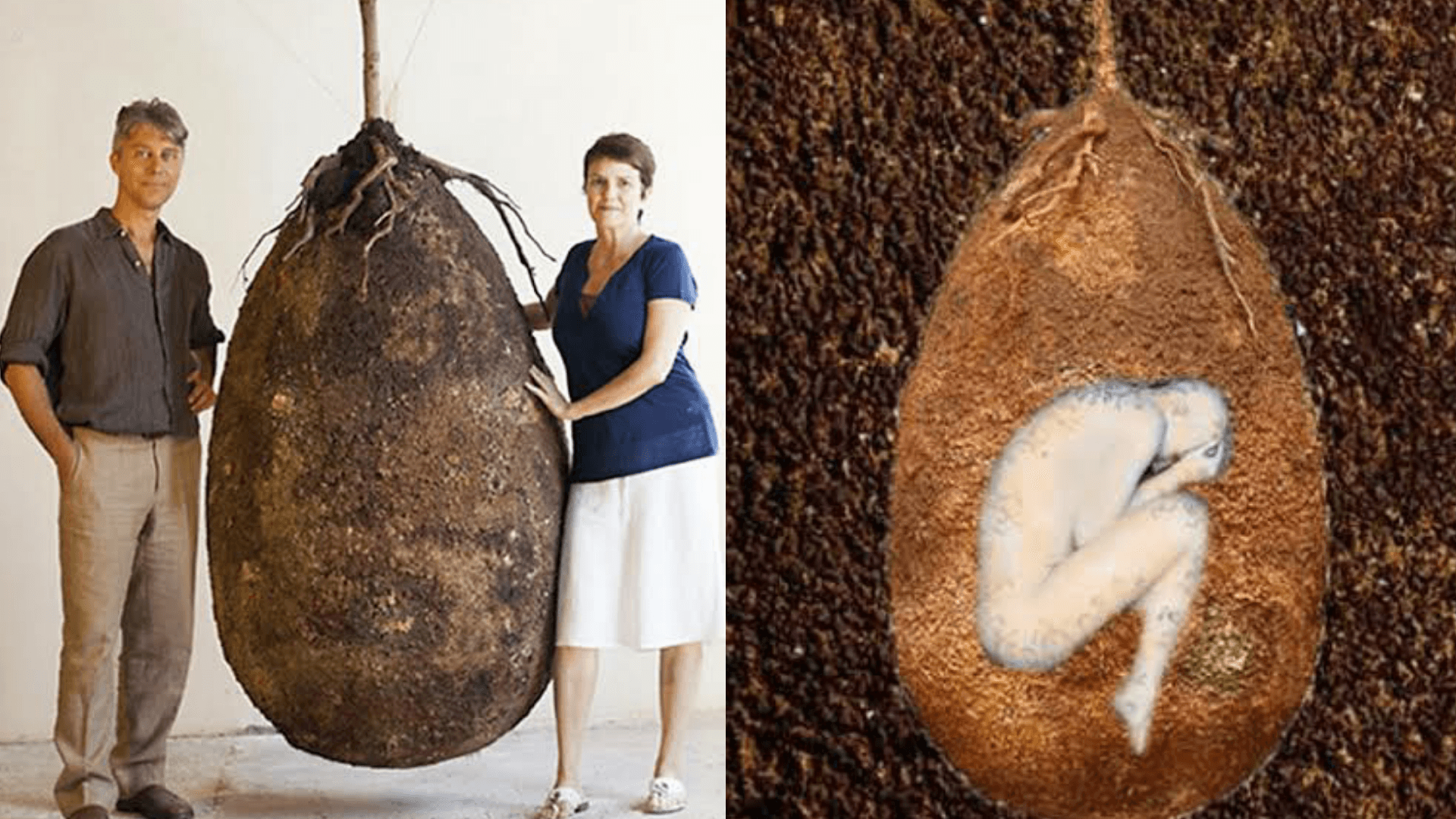 These Organic Burial Pods Will Turn You Into A Tree When You Die 