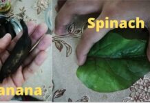 Take A Look At The Pitiable Fruits And Vegetables We’re Getting In Chennai During Lockdown