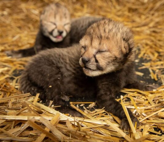 Cheetah Cubs Born Out Of First Successful IVF Procedure For The Animal In 20 Years