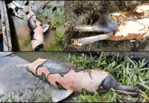 Assam Unstoppable Oil Spill Results In Death Of India’s National Aquatic Animal And Numerous Other Fish Species