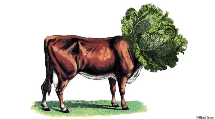 Is Animal Free Meat A Reality And Is It Even Tasty?