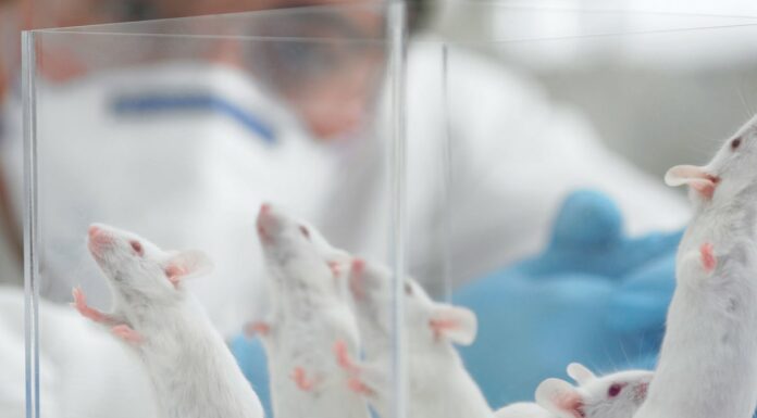 Why Do Scientists Use Mice As Test Subjects So Much?