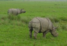 India’s One Ecosystem Requires Annual Floods To Flourish